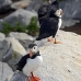 puffin_atlantic_msi_v_0140_can0171.jpg